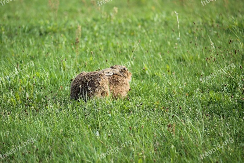 Hare Meadow Nature Mammal Wild Hare