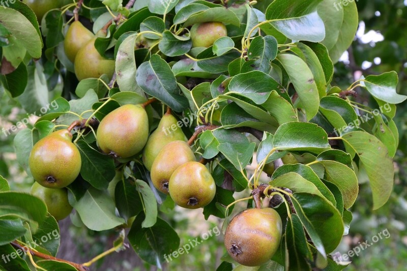 Pears Pear Branch Tree Fruit