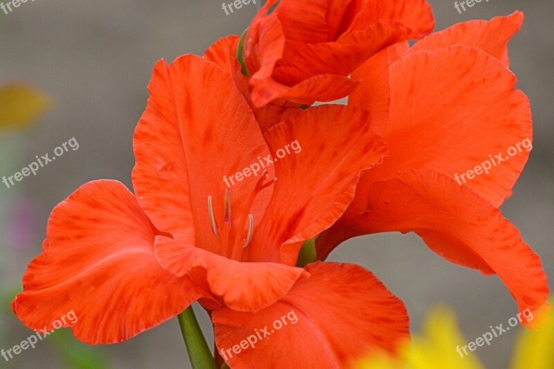 Gladiolus Gladiola Blossom Red Schwertliliengewaechs Free Photos