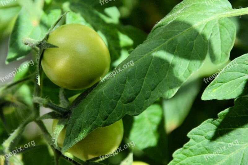 Tomato Green Immature Vegetables Garden