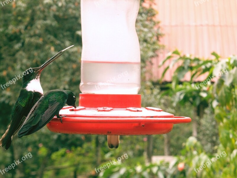 Hummingbird Bird Beautiful Sings Close Up