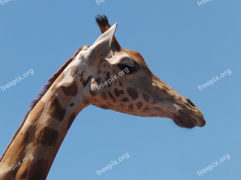 Giraffe Animal Nature Neck Close Up