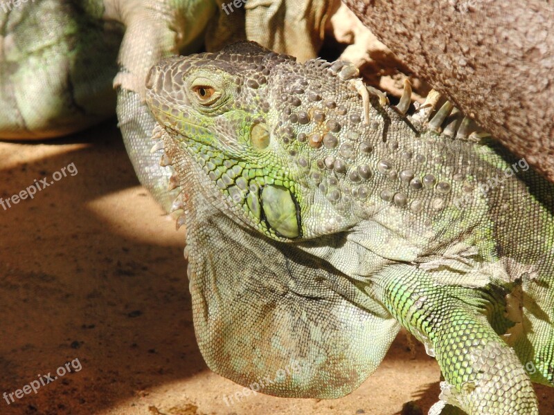 Iguana Lizard Dragon Scale Free Photos