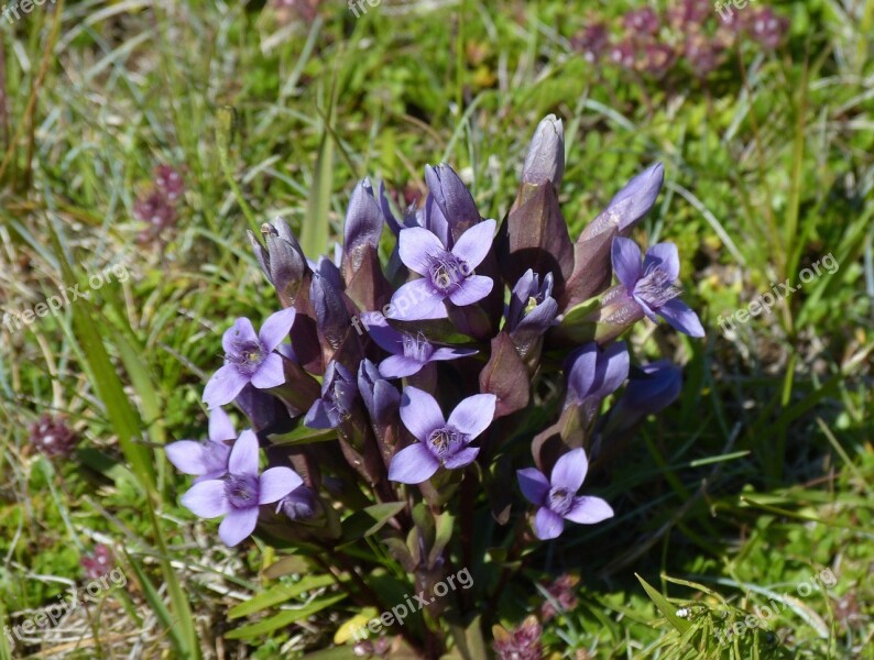 Iceland Gentian Flower Blossom Bloom