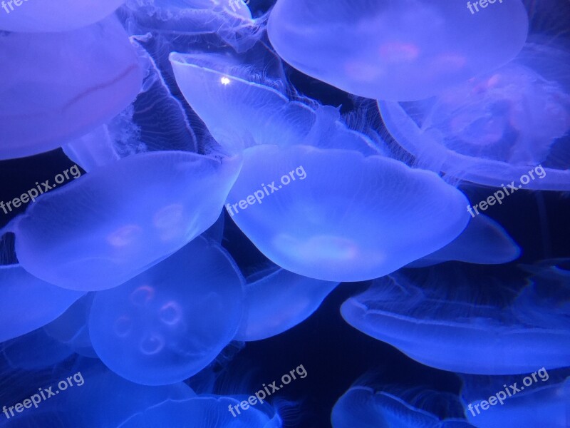 Marine Ocean Jellyfish Sea Glowing