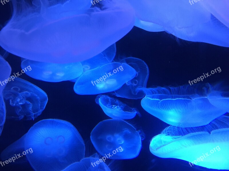 Marine Ocean Jellyfish Sea Glowing