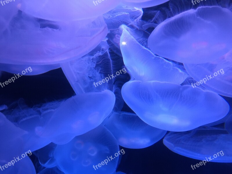 Marine Ocean Jellyfish Sea Glowing