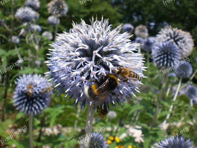 Hummel Bee Blossom Bloom Garlic