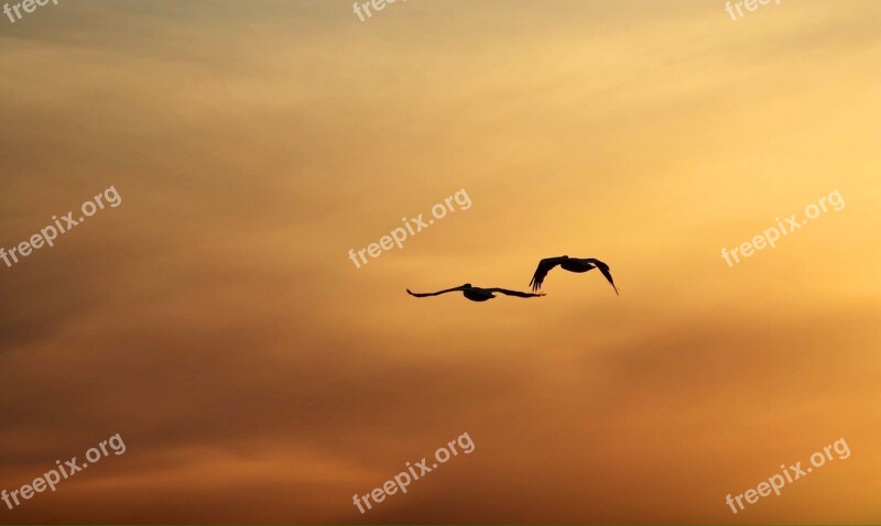 Dusk Kenora Ontario Birds In