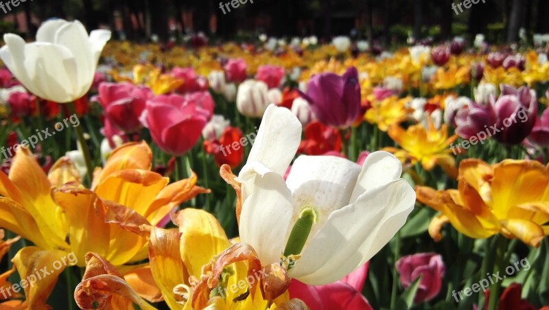 Beijing Jingshan Park Tulip Flower All The Colours