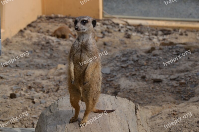 Meerkat Animal Zoo Tiergarten Small