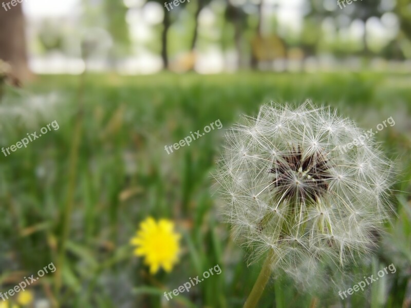 Beijing Dandelion Life Seeds Aerospace