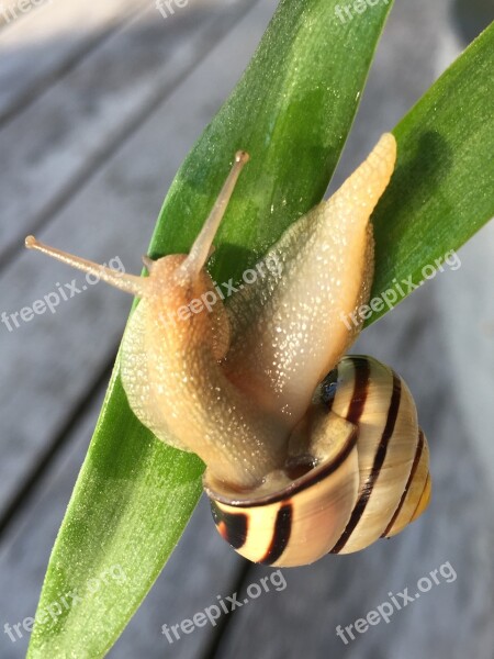 Snail Animal Shell Nature Probe