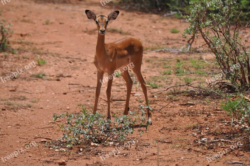 Animal Safari Kenya Antelope Free Photos