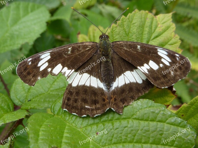 Butterfly Insect Mountain Animals Prato