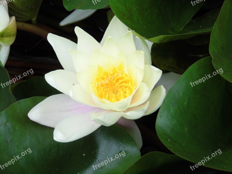 Flowers White Water Lily Aquatic Free Photos