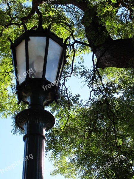 Lantern Tree Trees Park Urban