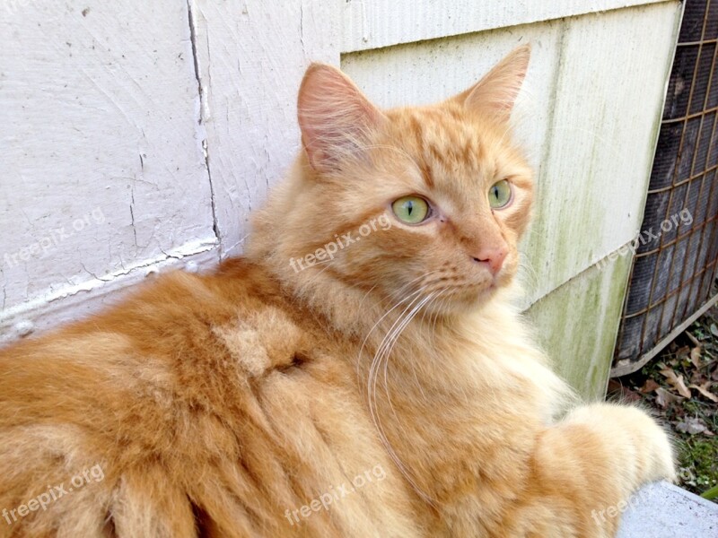 Ginger Cat Green Eyes Feline Fur Orange