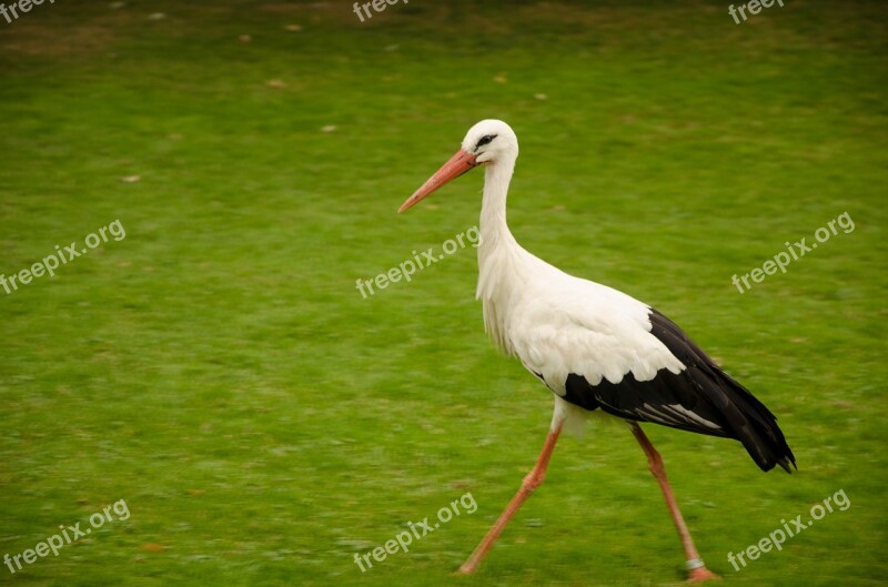 Stork Green Rattle Stork Nature Bird