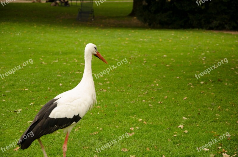 Stork Green Rattle Stork Nature Grass