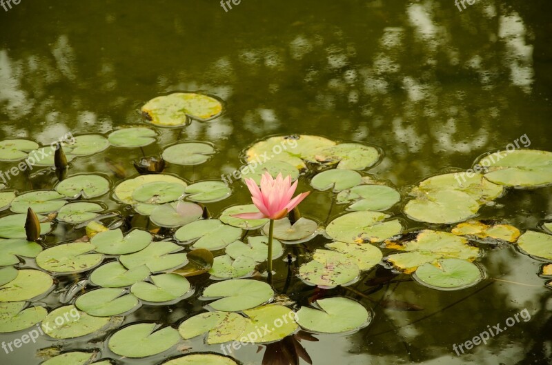 Rose Water Rose Nature Botanical Water Lily