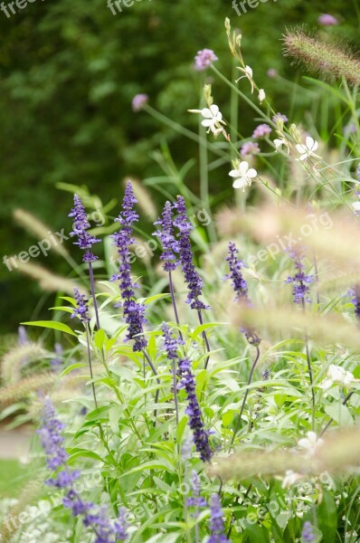 Lavender Garden Nature Summer Blooming Lavender