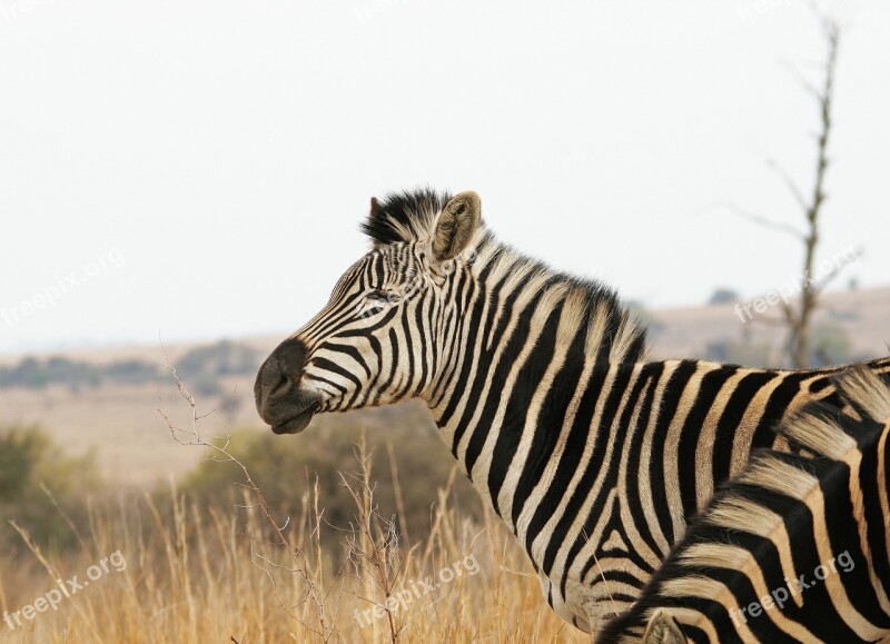 Zebra Animal Mammal Game Wildlife