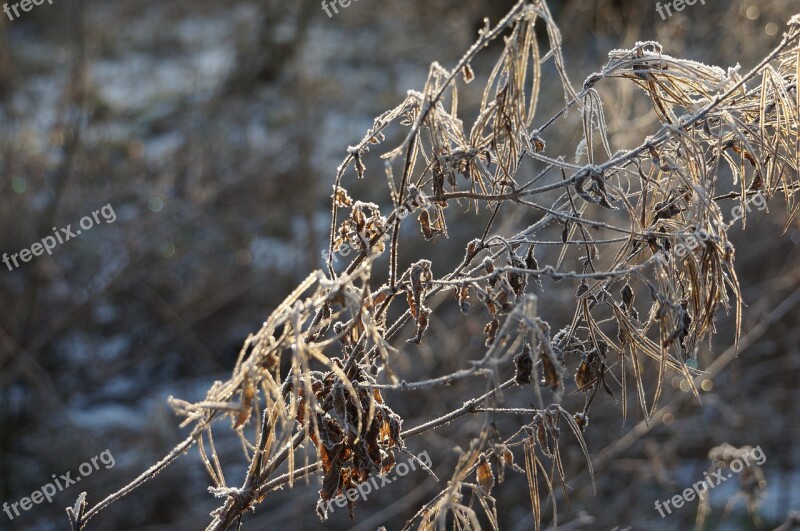 Ice Cream Frost Winter Branch Natural