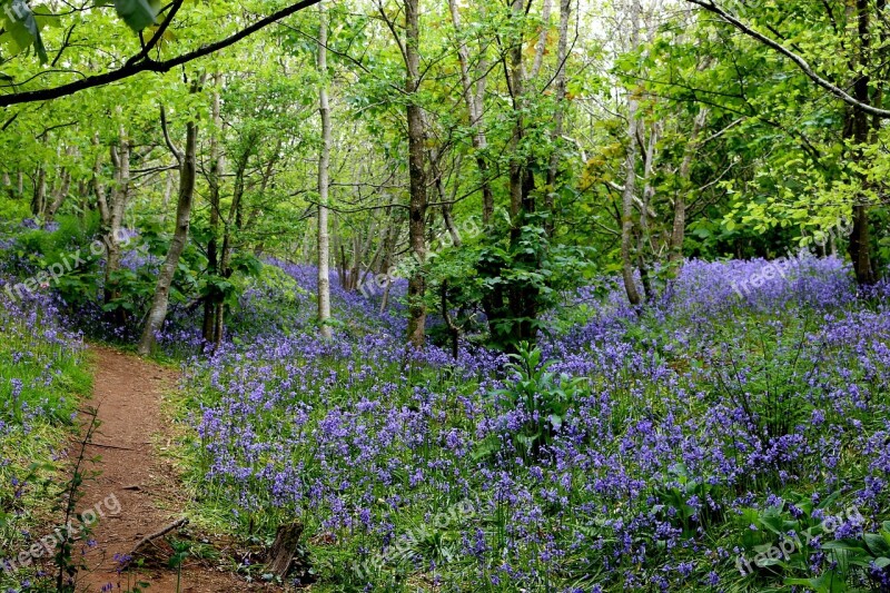 Bluebells Woods Spring Countryside Blue