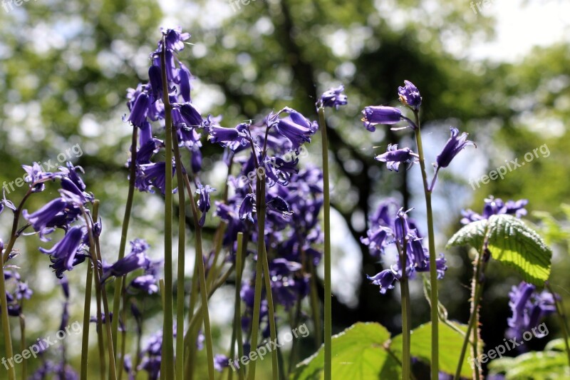 Bluebell Forest Nature Spring Flowers