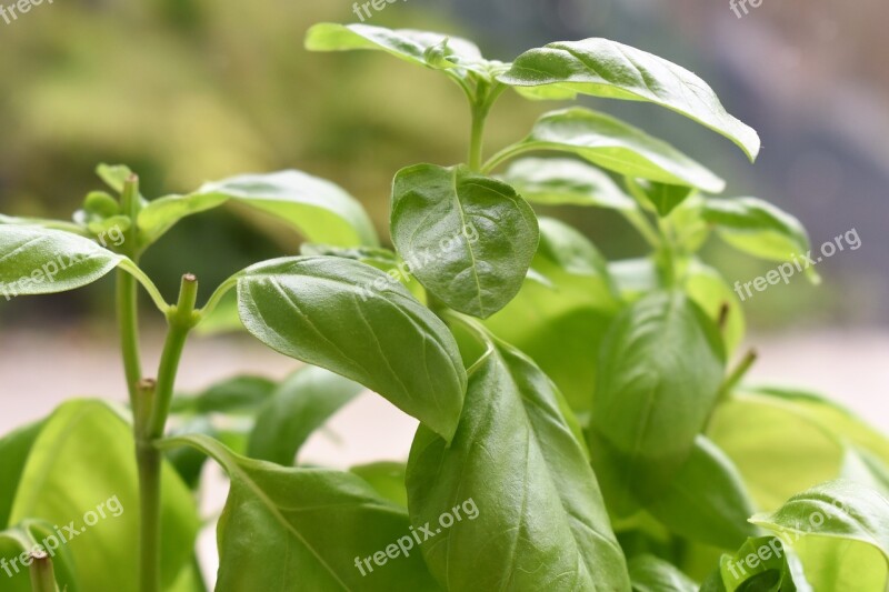 Basil Plant Herbs Healthy Food