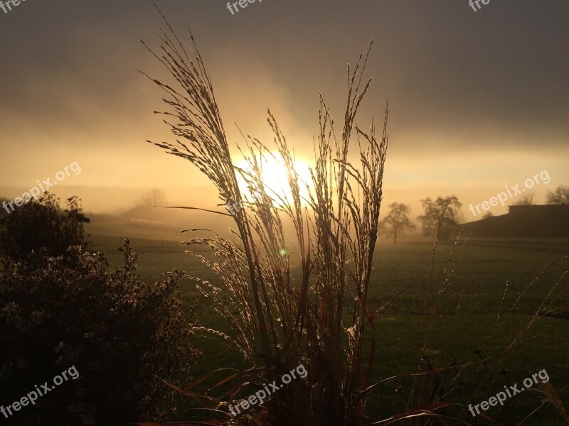 Mood Grasses Nature Sun Backlighting