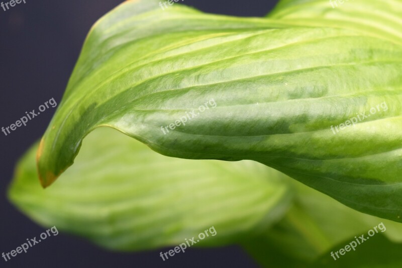 Leaf Green Leaves Plant Green Leaf