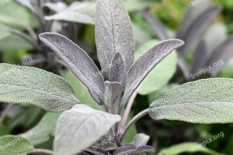 Sage Plant Medicinal Plant Nature Green