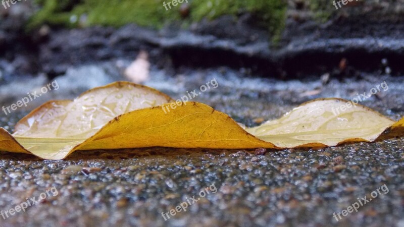 Rain Sludge Fallen Leaves Yellow Autumn