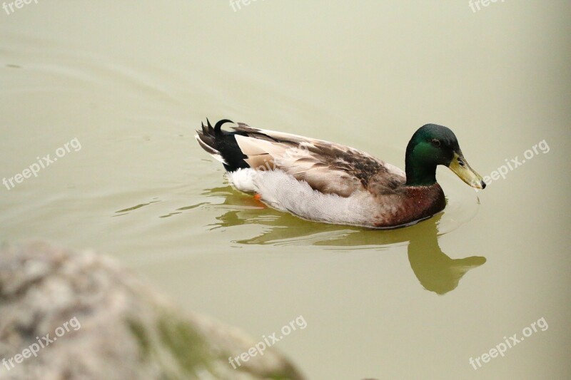 Birds Ducks The Water Free Photos