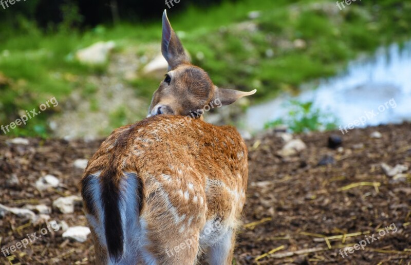 Roe Deer Animal Wild Forest Mammal