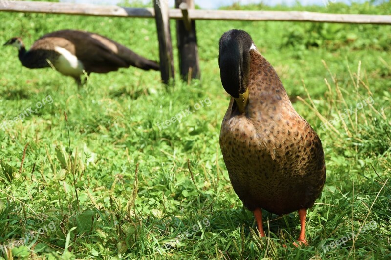 Mallard Duck Water Bird Duck Bird Meadow