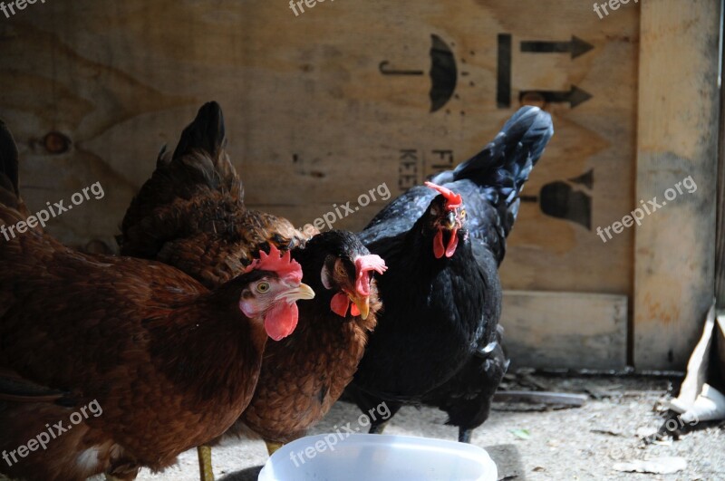 Hens Farm Barnyard Animals Free Photos