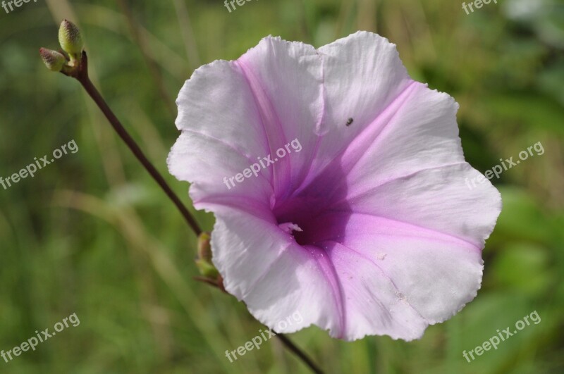 Nature Exotic Plant Flowers Purple Colorful Flowers