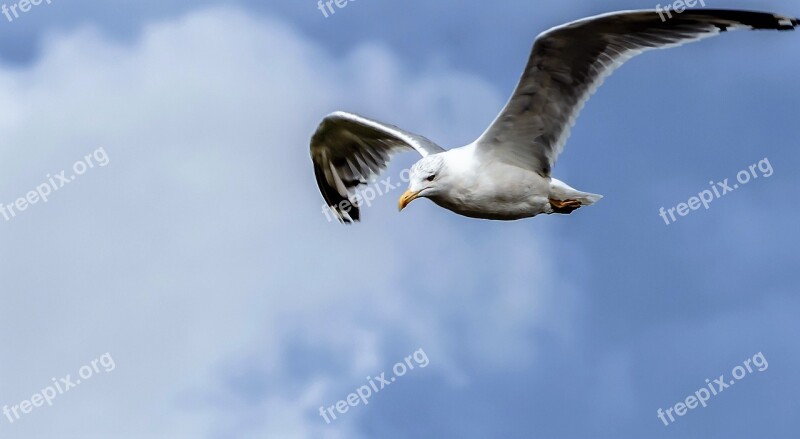 Seagull Flight Bird Sky In Flight