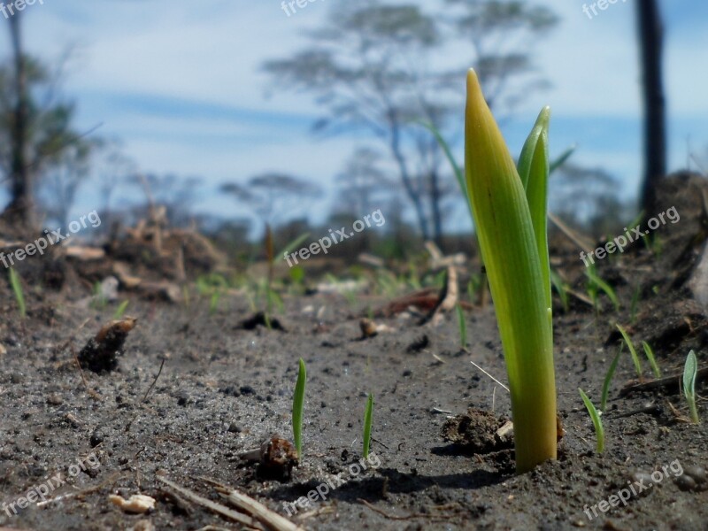 Plant Germination Growth Seedling Nature