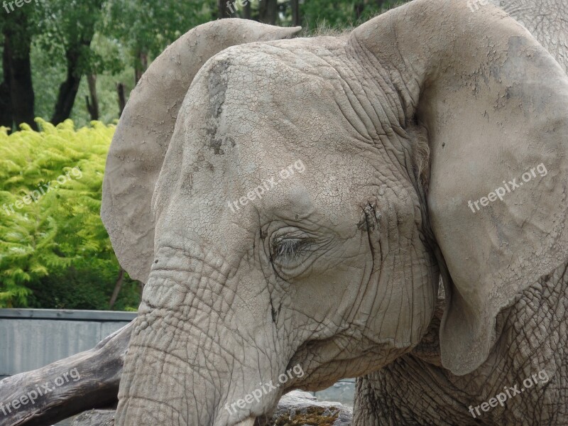 Elephant Zoo Africa Majestic Safari