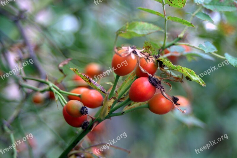 Wild Rose Bush Fruit Red Orange