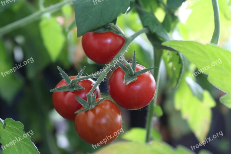 Bush Tomatoes Tomatoes Nachtschattengewächs Vegetables Fresh