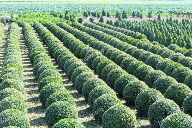 Buxus Nursery Boxwood Nursery Prune Bol