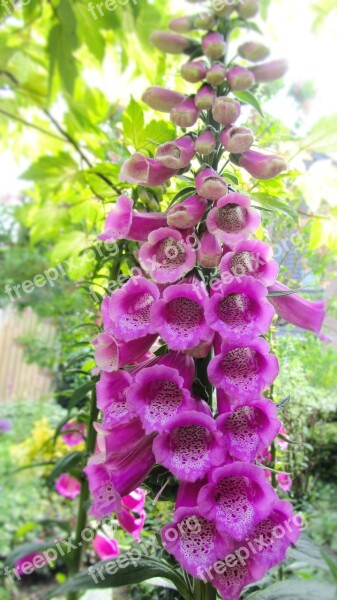 Foxglove Digitalis Plantain Plant Flowers