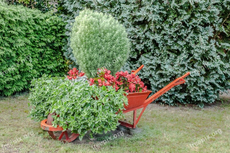 Wheelbarrow Red Flowers Conifers Grass