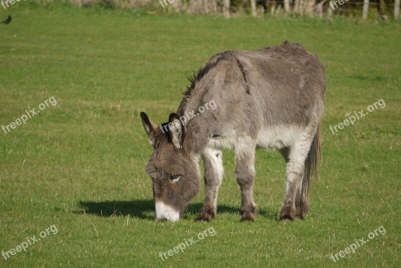 Donkey Animal Grazing Farm Cute