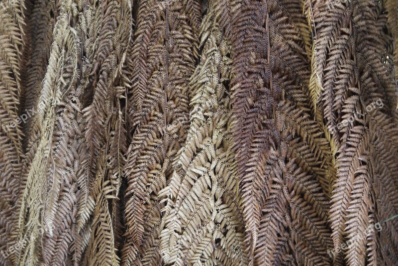 Leaves Nature New Zealand Weaving Pattern